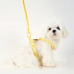 Adjustable Dog Harness Collar Leash Set Macarone Color - Image 2