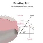 Pet Nail Scissors / Clippers Toe Claw Trimmer Pet Grooming Supplies Gadgets For Animals Pet Supplies - Image 5