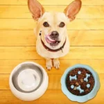 Feeder Cat Bowl Anti-choking Plastic Dog Puzzle Food Bow - Image 6